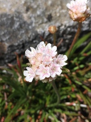 Armeria curvifolia