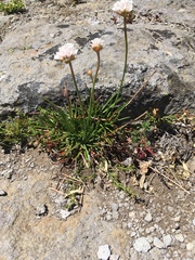 Armeria curvifolia