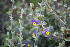 Solanum nummularium