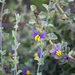 Solanum nummularium - Photo (c) Tim Hammer, algunos derechos reservados (CC BY), subido por Tim Hammer
