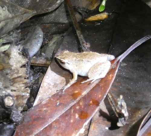 Cophixalus rajampatensis