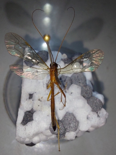 Ophion inclinans