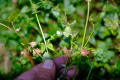 Nemesia brevicalcarata