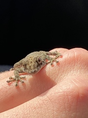 Ptyodactylus puiseuxi