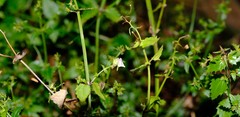 Nemesia brevicalcarata