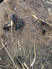 Hottentotta judaicus