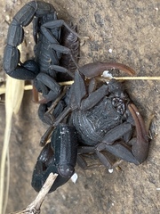Hottentotta judaicus