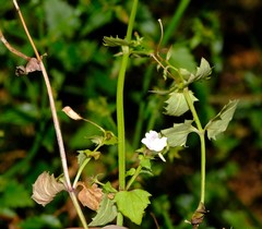 Nemesia brevicalcarata