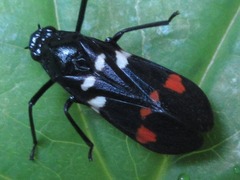 Callitettix versicolor