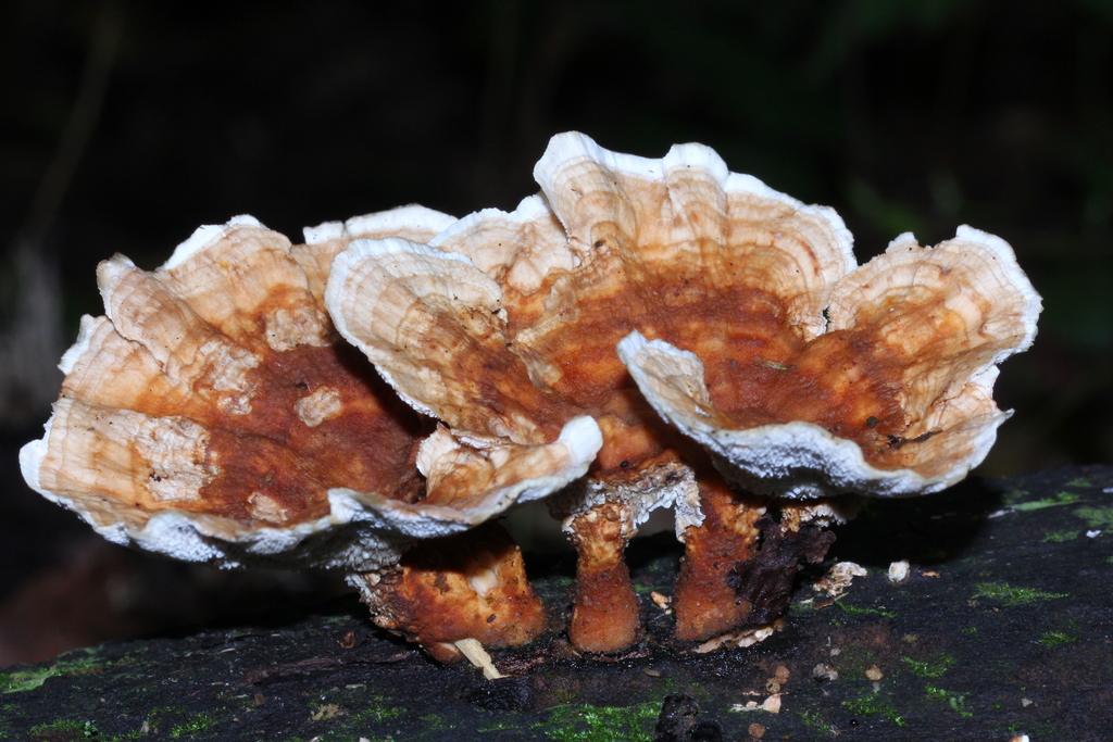 Abortiporus