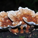 Abortiporus - Photo (c) Alan Rockefeller, some rights reserved (CC BY), uploaded by Alan Rockefeller