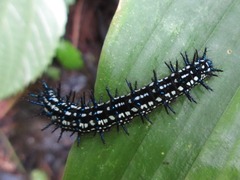 Doleschallia bisaltide