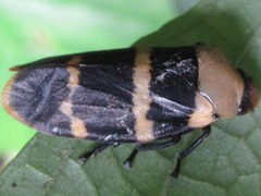 Phymatostetha semele