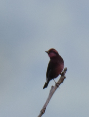 Procarduelis nipalensis