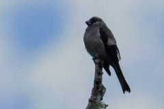 Pyrrhula nipalensis