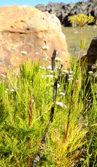 Notobubon tenuifolium