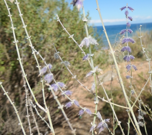 Caspian Sage (Salvia abrotanoides)