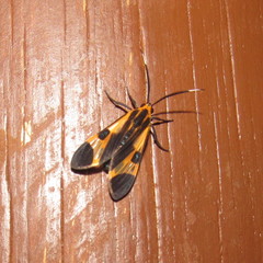 Dycladia