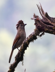 Grammatoptila striata