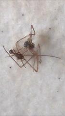 Tetramorium lanuginosum