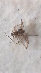 Tetramorium lanuginosum