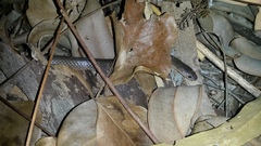 Cryptophis pallidiceps