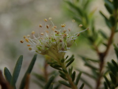 Agathosma stenopetala