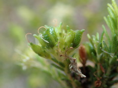 Agathosma stenopetala