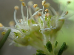 Agathosma stenopetala