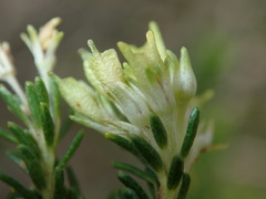 Agathosma stenopetala