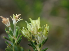 Agathosma stenopetala
