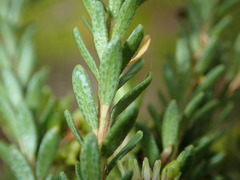 Agathosma stenopetala