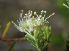 Agathosma stenopetala