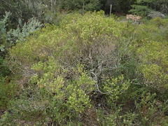 Agathosma stenopetala