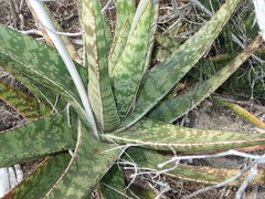 Gasteria acinacifolia