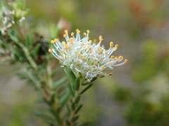 Agathosma stenopetala
