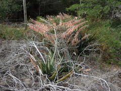 Gasteria acinacifolia