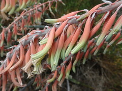 Gasteria acinacifolia