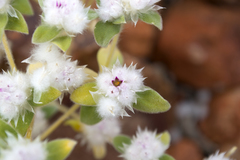 Gomphrena cunninghamii