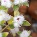 Gomphrena cunninghamii - Photo (c) Tim Hammer, some rights reserved (CC BY), uploaded by Tim Hammer