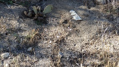 Stephanomeria exigua exigua