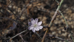 Stephanomeria exigua exigua