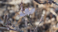 Stephanomeria exigua exigua
