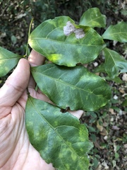 Toechima tenax