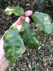 Toechima tenax
