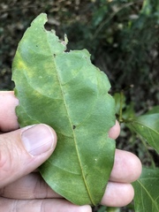 Toechima tenax