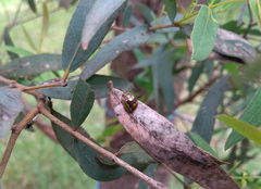 Paropsisterna gloriosa