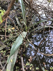 Crinum pedunculatum