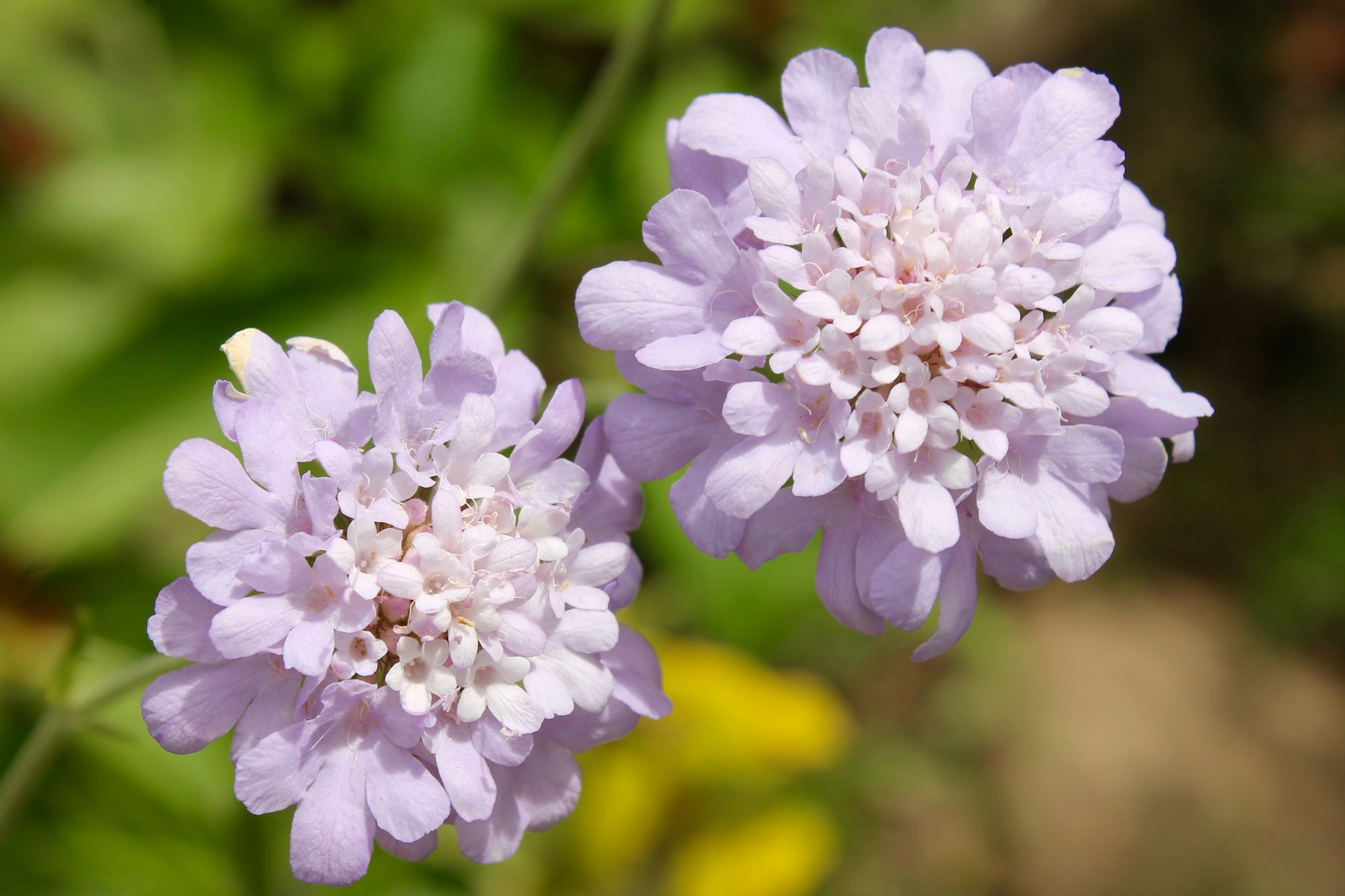 Scabiosa columbaria