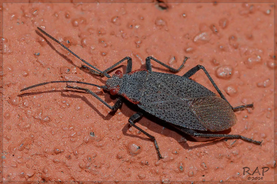 Jadera parapectoralis
